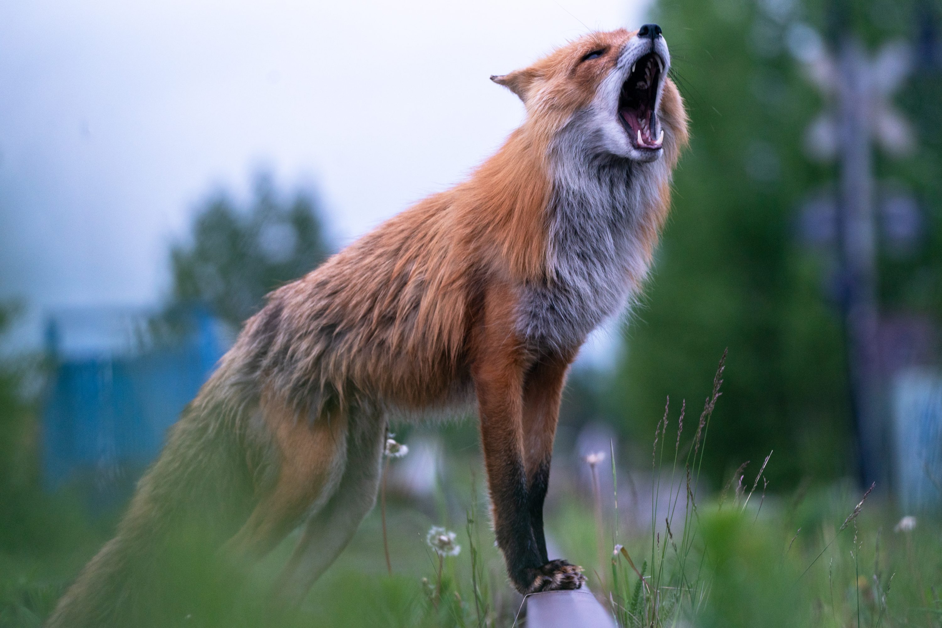 Foxe's Song
