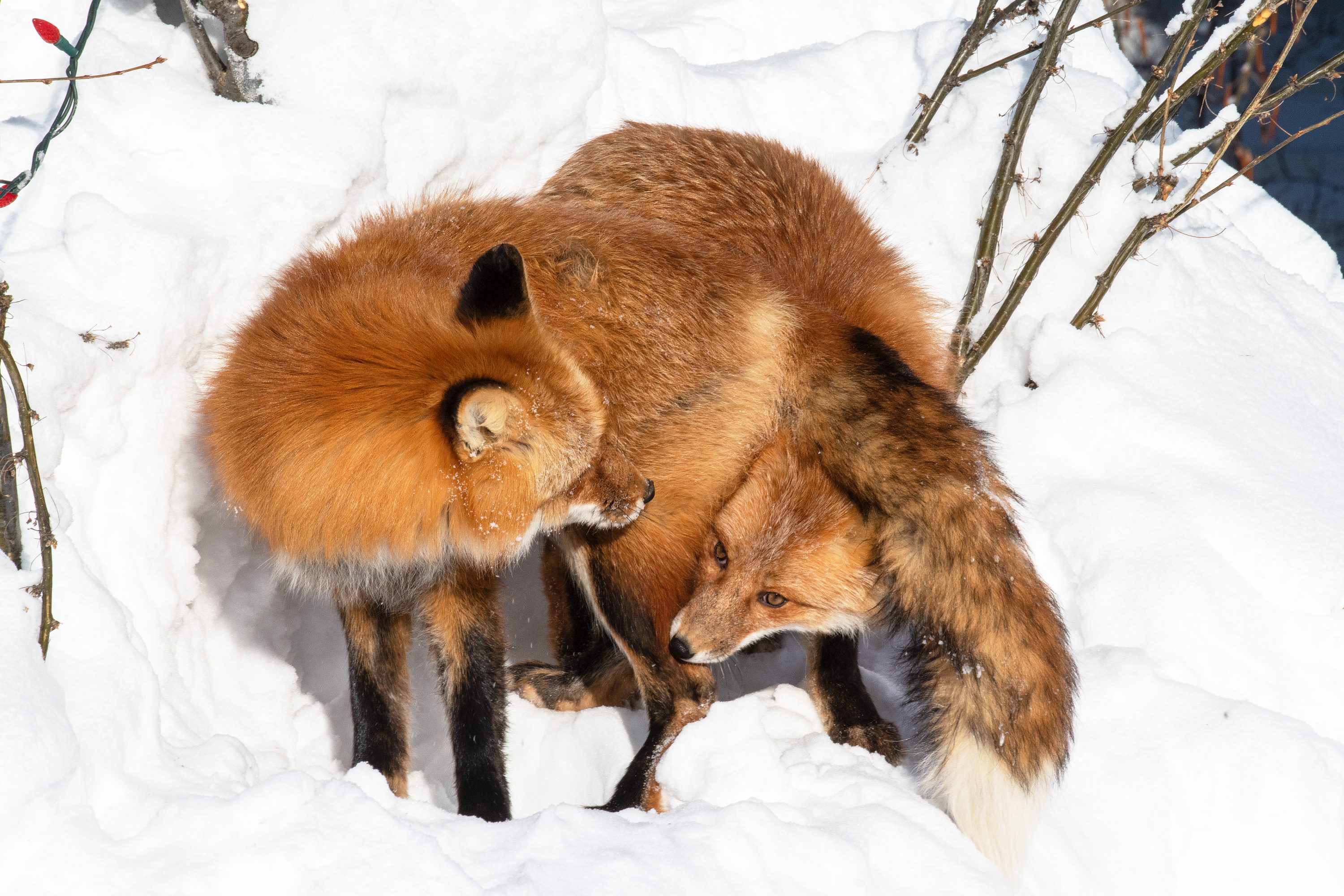 Twin Tussle
